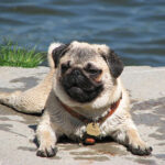 פאג - Pug