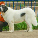 מסטיף פירנאי - Pyrenean Mastiff