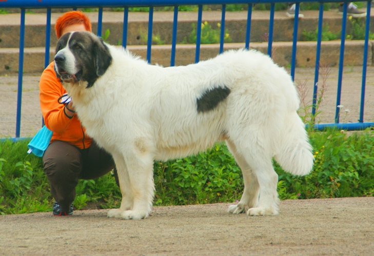 מסטיף פירנאי - Pyrenean Mastiff