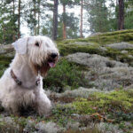 סיליהם טרייר - Sealyham Terrier