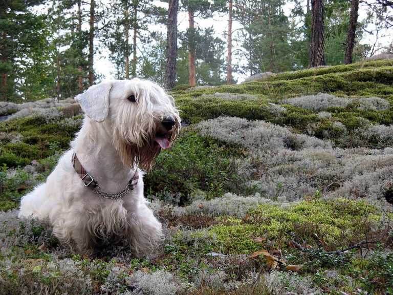 סיליהם טרייר - Sealyham Terrier