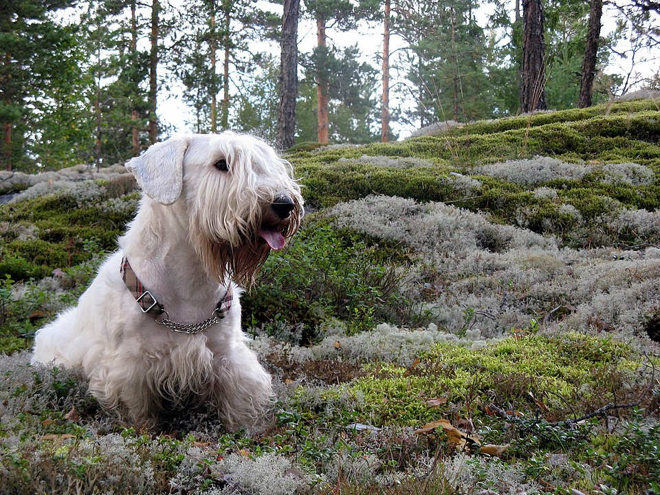 סיליהם טרייר - Sealyham Terrier