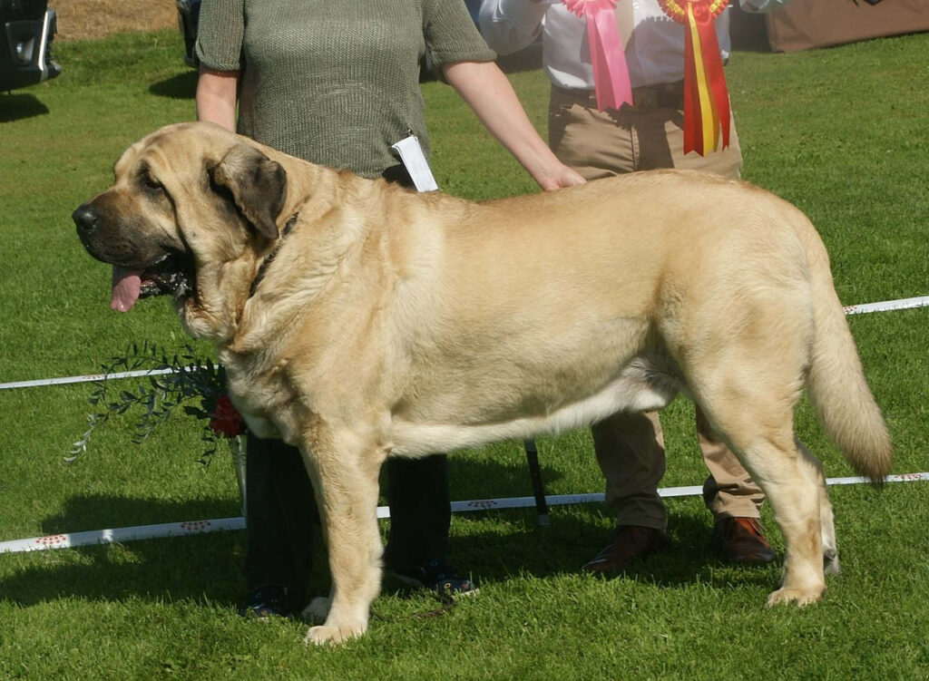 מסטיף ספרדי - Spanish Mastiff