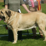 מסטיף ספרדי - Spanish Mastiff