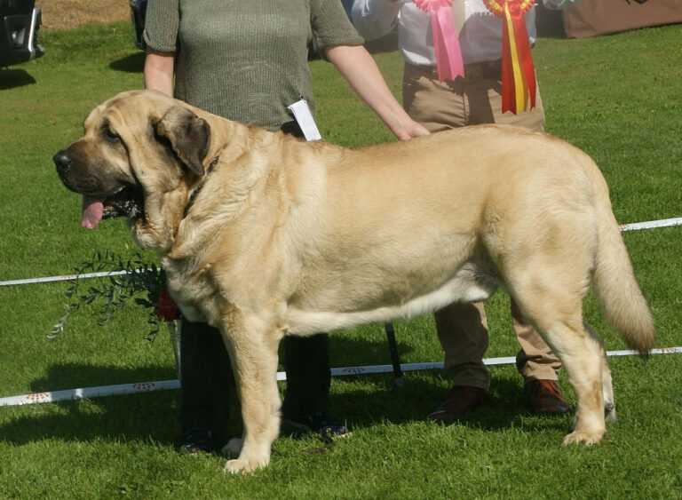 מסטיף ספרדי - Spanish Mastiff