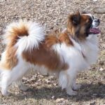ספנייל טיבטי - Tibetan Spaniel