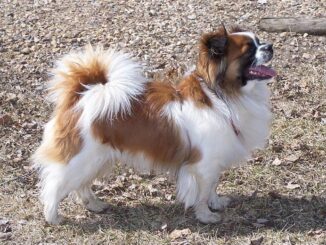 ספנייל טיבטי - Tibetan Spaniel