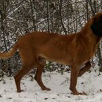 צייד הרים בווארי - Bavarian Mountain Scent Hound