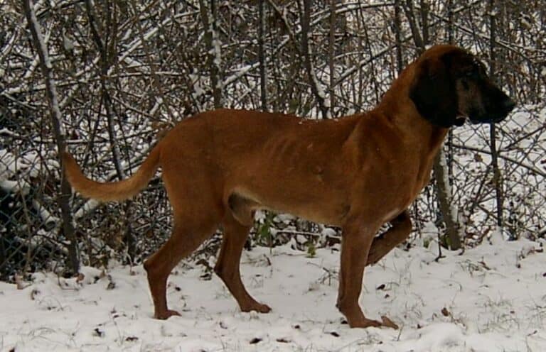 צייד הרים בווארי - Bavarian Mountain Scent Hound