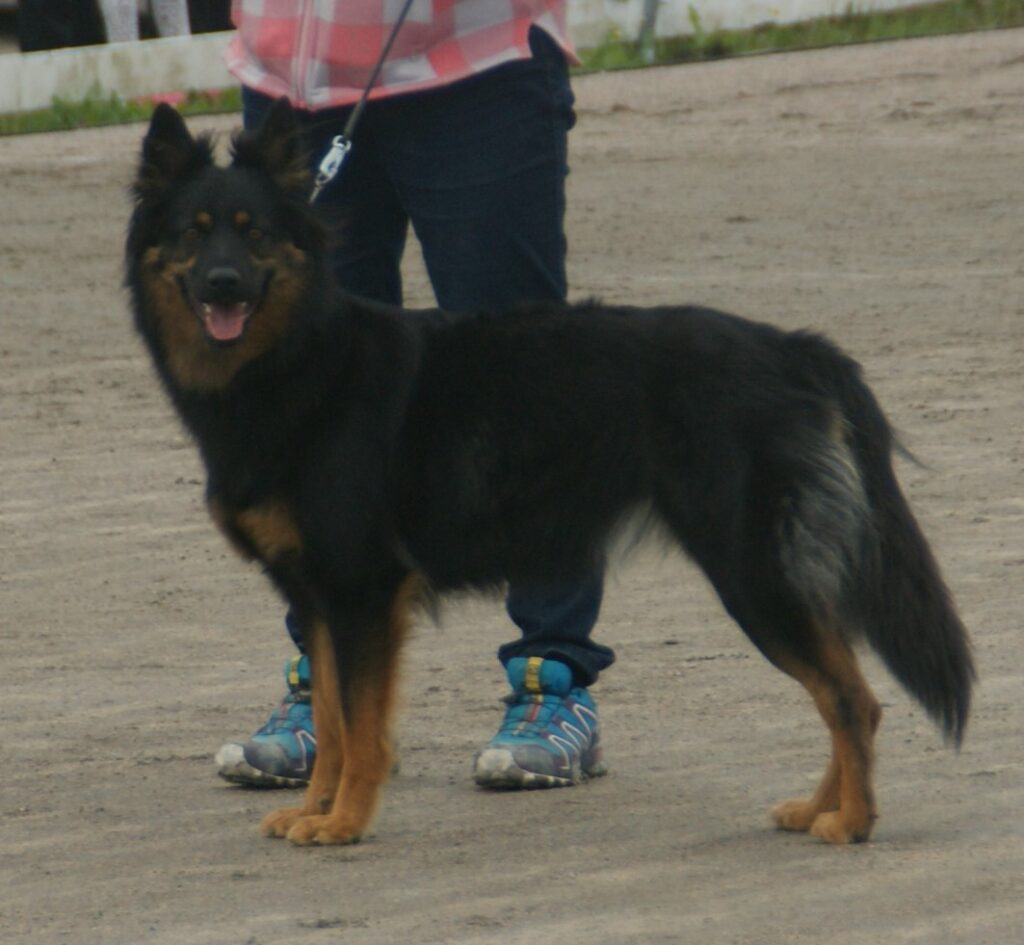 צ'כי חודסקי - Bohemian Shepherd