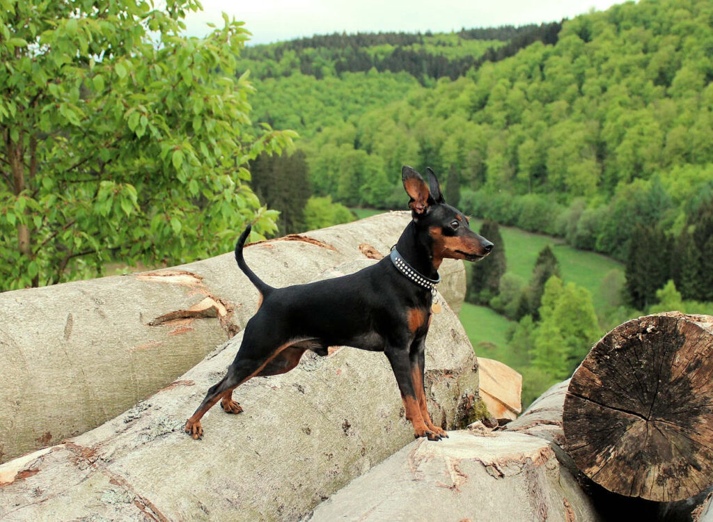 פינצ'ר ננסי - Miniature Pinscher