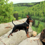 פינצ'ר ננסי - Miniature Pinscher