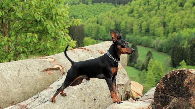 פינצ'ר ננסי - Miniature Pinscher