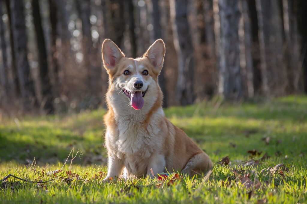 פמברוק ולש קורגי - Pembroke Welsh Corgi