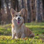 פמברוק ולש קורגי - Pembroke Welsh Corgi