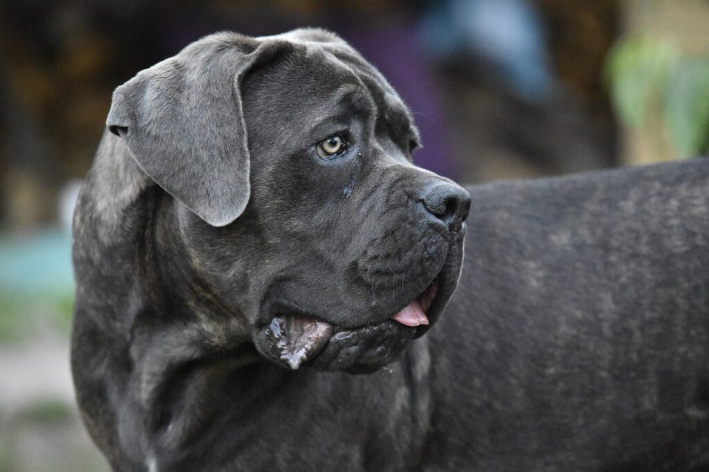 קאנה קורסו - Cane Corso