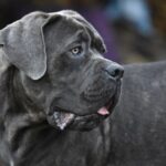 קאנה קורסו - Cane Corso