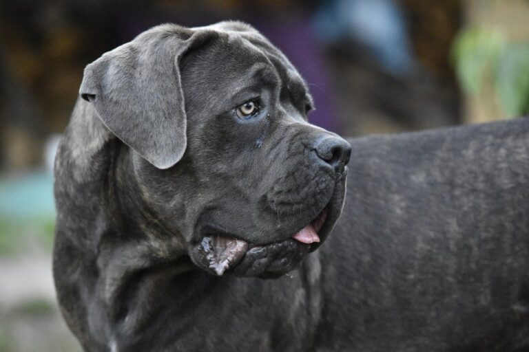 קאנה קורסו - Cane Corso