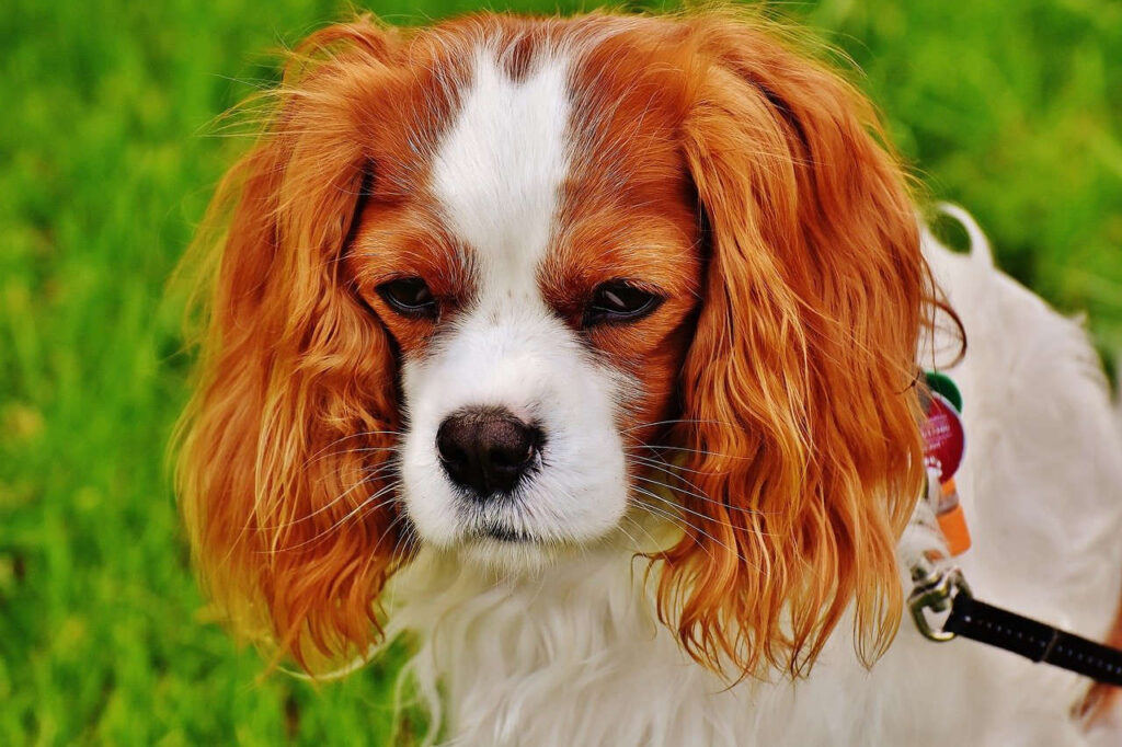 קבליר קינג צ'ארלס ספנייל - Cavalier King Charles Spaniel