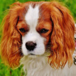 קבליר קינג צ'ארלס ספנייל - Cavalier King Charles Spaniel