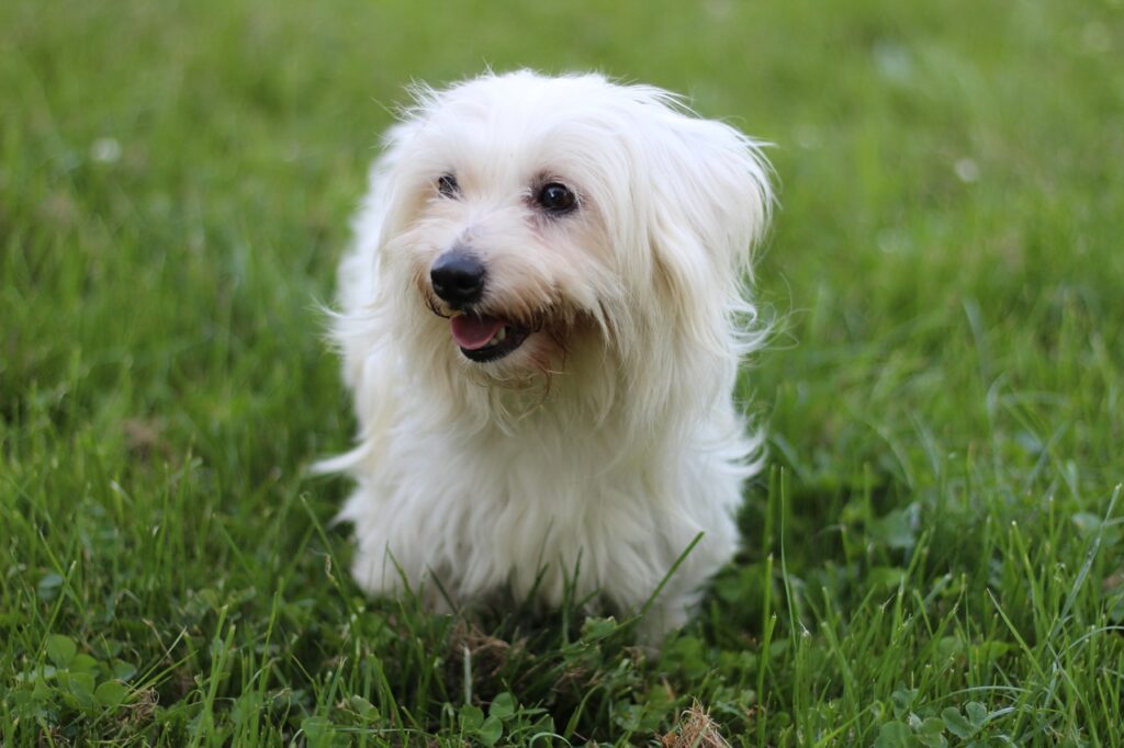 קוטון דה טוליאר - Coton de Tulear