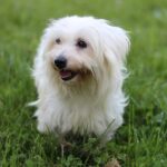 קוטון דה טוליאר - Coton de Tulear