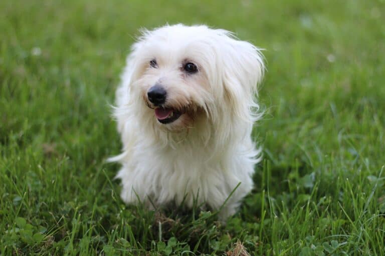קוטון דה טוליאר - Coton de Tulear