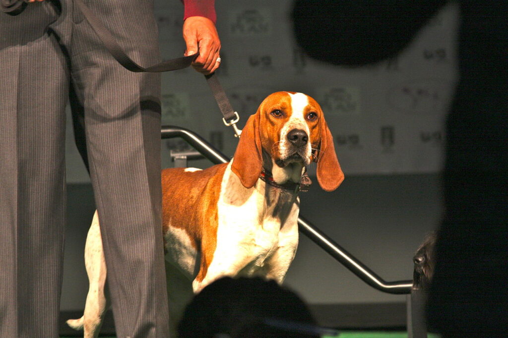 קונהאונד אנגלי אמריקאי - American English Coonhound