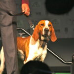 קונהאונד אנגלי אמריקאי - American English Coonhound