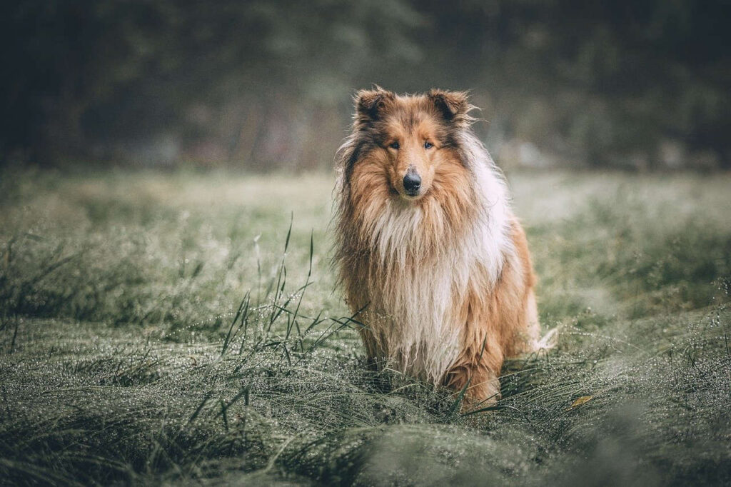 קולי - Collie