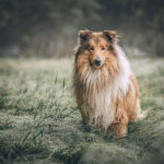 קולי - Collie