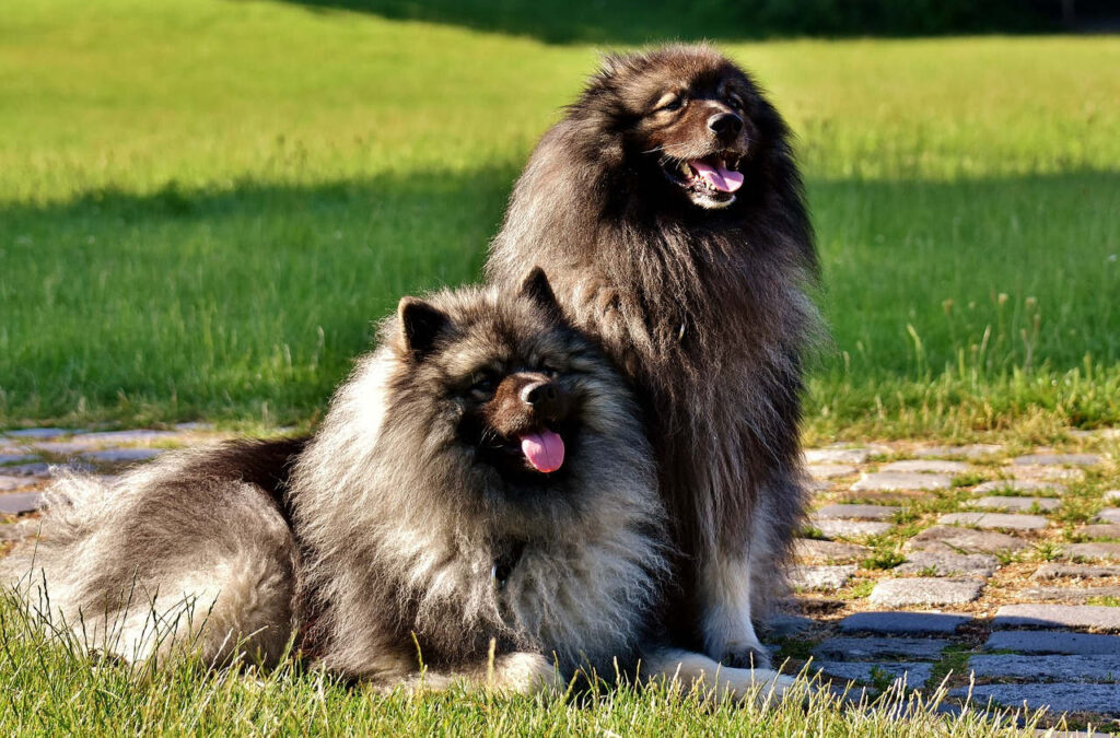 קייסהונד - Keeshond