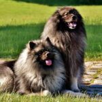 קייסהונד - Keeshond