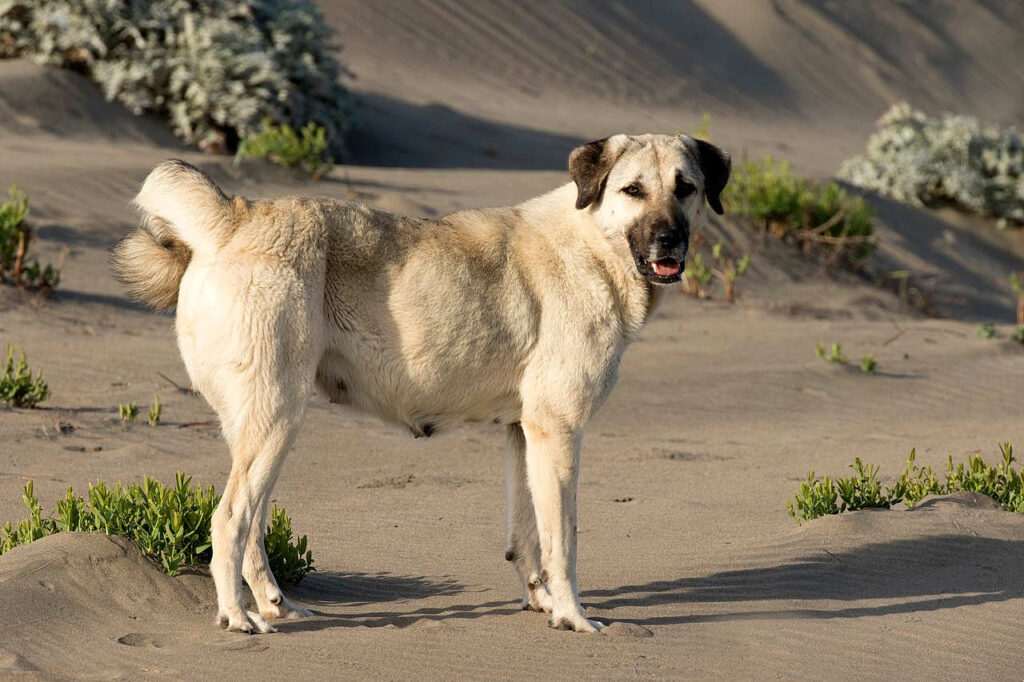 רועה אנטולי - Anatolian Shepherd Dog