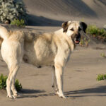 רועה אנטולי - Anatolian Shepherd Dog