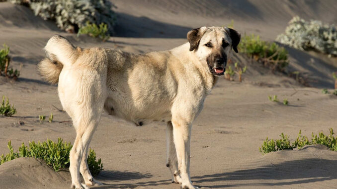 רועה אנטולי - Anatolian Shepherd Dog רועה אנטולי - Anatolian Shepherd Dog