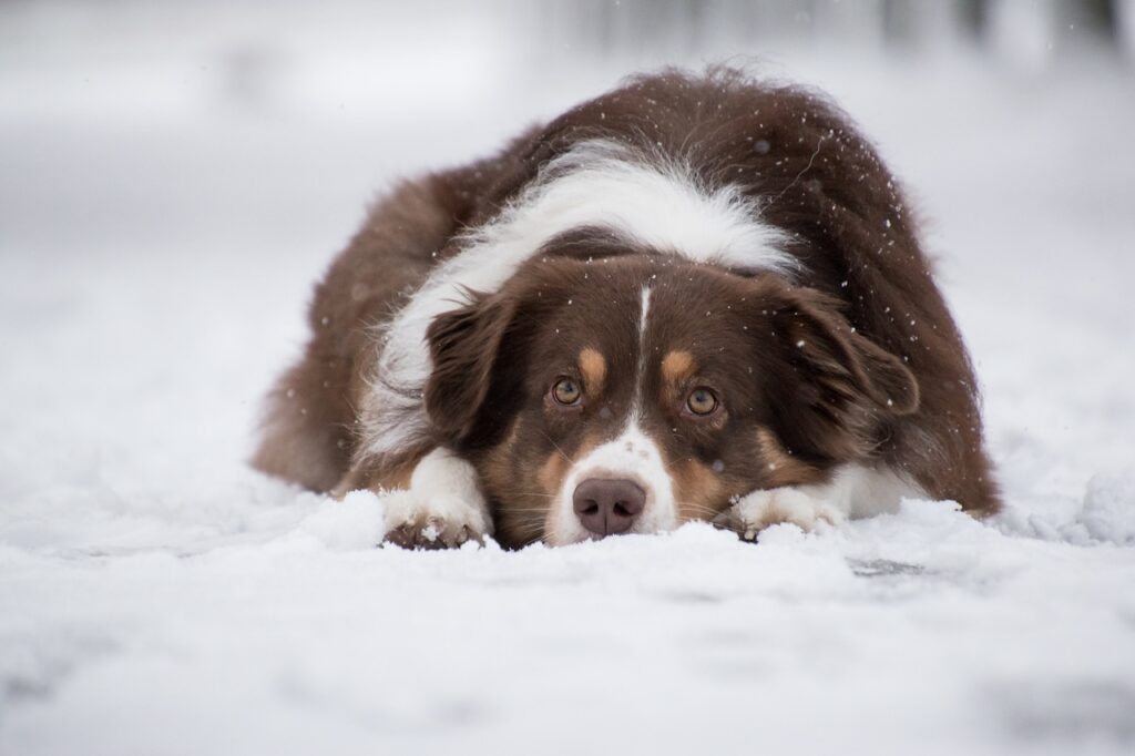 רועה אוסטרלי - Australian Shepherd