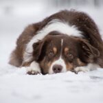 רועה אוסטרלי - Australian Shepherd
