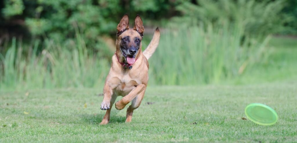רועה בלגי מלינואה - Belgian Malinois