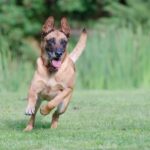 רועה בלגי מלינואה - Belgian Malinois