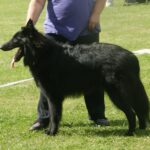 רועה בלגי - Belgian Sheepdog