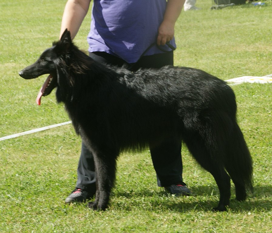 רועה בלגי - Belgian Sheepdog