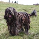 רועה ברגמסקו - Bergamasco Sheepdog