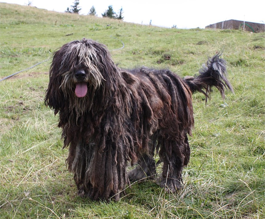 רועה ברגמסקו - Bergamasco Sheepdog