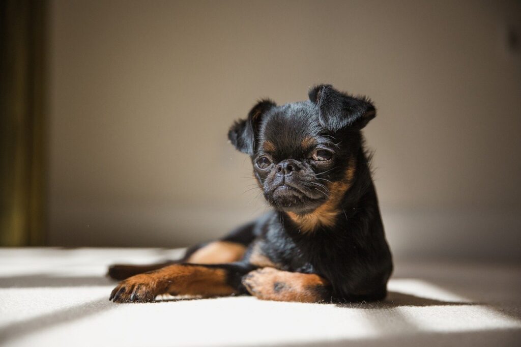 גריפון - Brussels Griffon