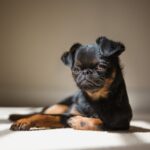 גריפון - Brussels Griffon