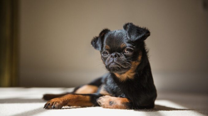 גריפון - Brussels Griffon גריפון - Brussels Griffon