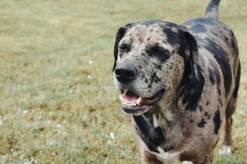 כלב נמרים קאתאהולי - Catahoula Leopard Dog