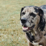 כלב נמרים קאתאהולי - Catahoula Leopard Dog