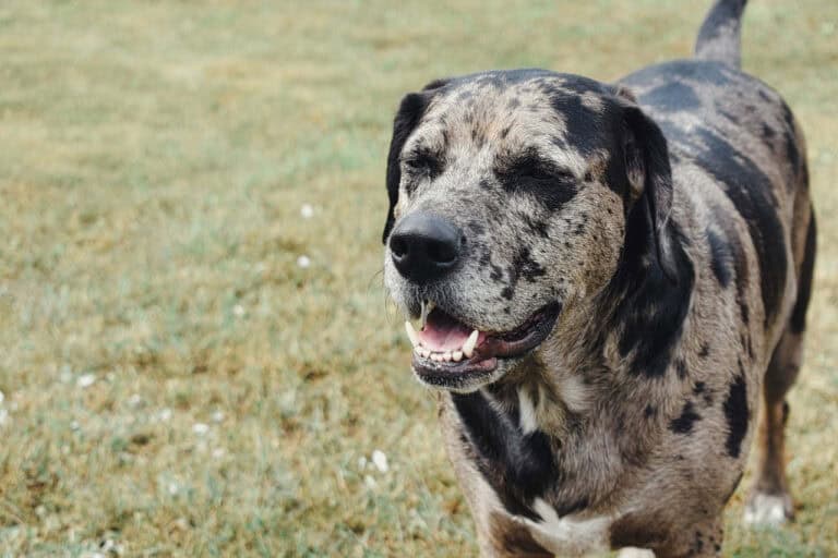 כלב נמרים קאתאהולי - Catahoula Leopard Dog